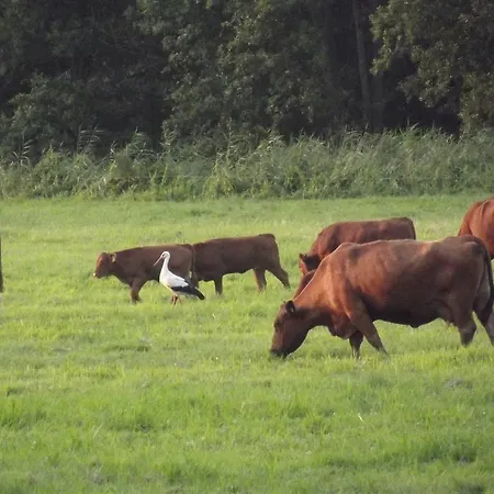 Guest house Lindenhof 3*