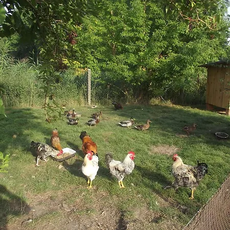 ゲストハウス Lindenhof